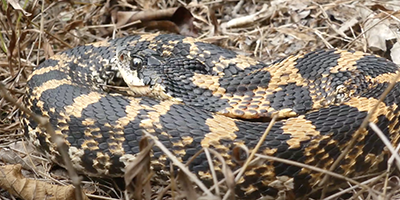 Raleigh snake